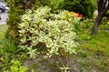 Beautiful plant Cornus alba elegantissima shrub at city park