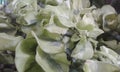 Beautiful plant with dark green and light green mixed leaves