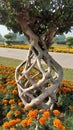 beautiful plant design in iqbal park lahore Pakistan