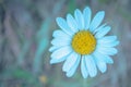 A beautiful plant in the field. Field flower chamomile Royalty Free Stock Photo