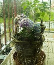 Beautiful plant flower hydrangea behind a window with drops of rain