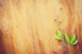 Beautiful Plant Flower on Wood texture