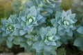 Beautiful plant with green leaves with symmetrical geometric pattern. Echeveria