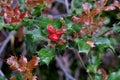 Beautiful plant with green-maroon leaves and small red berries Royalty Free Stock Photo