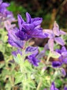 Plant with violet leaves in park, Lithuania