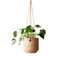 Beautiful plant hanging in brown rustic pot planter isolated on white background