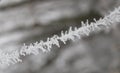 Beautiful plant and ice