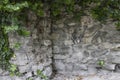 Beautiful plant ivy is growing down on the old wall. Green leaves and branches of ivy on the stone wall against background. Copy Royalty Free Stock Photo