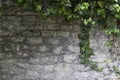 Beautiful plant ivy is growing down on the old wall. Green leaves and branches of ivy on the stone wall against background. Copy Royalty Free Stock Photo