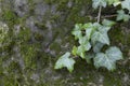 Beautiful plant ivy is growing on the old wall with moss. Natural background with green ivy leaves grow on a stone covered with Royalty Free Stock Photo