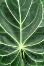 Beautiful plant leaf in botanic green house, unique pattern, veg