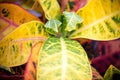 Beautiful plant leaves in summer