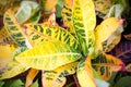 Beautiful plant leaves in summer