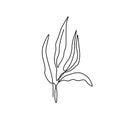Beautiful plant in minimal line style. Modern fashion linear leaves for logo, emblem template. Vector illustration