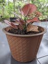 Beautiful plant on the orange pot.