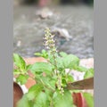 Beautiful plant in the pot in front of my house.. Holy basil