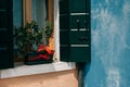 Beautiful plant in a pot on the window, Burano, Italy Royalty Free Stock Photo