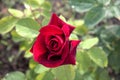 Beautiful flower red rose green leaves beautiful nature macro view