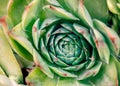 A beautiful plant Sempervivum tectorum close-up, macro. Royalty Free Stock Photo