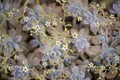 Beautiful plant with small white flowers