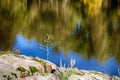 Beautiful plant sprouted in stones against the background of a lake