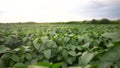 beautiful plant sprouts on the field. business farming and irrigation concept. plants with green leaves in a large farm Royalty Free Stock Photo