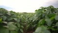 beautiful plant sprouts on the field. business farming and irrigation concept. plants with green leaves in a large farm Royalty Free Stock Photo