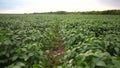 beautiful plant sprouts on the field. business farming and irrigation concept. plants with green lifestyle leaves in a Royalty Free Stock Photo