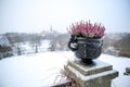 Beautiful plant surviving the harsh winter of Stockholm, Sweden