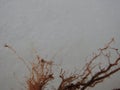 Beautiful plant or tree roots on white background