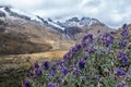 Beautiful plant with violet flowers lies on the heights of the Andes mountain range