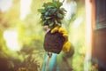 Beautiful plant. Woman working in the garden. Holding a plant