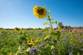 Beautiful plantation for insects, sunflowers and phacelia field