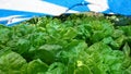 Beautiful plantation of lettuces to eat.