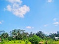 beautiful plantation under the bright blue sky