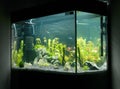 Beautiful planted tropical freshwater aquarium