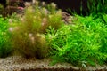 Beautiful planted tropical freshwater aquarium Royalty Free Stock Photo