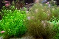 Beautiful planted tropical freshwater aquarium