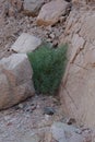 Arthrocaulon macrostachyum, synonym Arthrocnemum macrostachyum, is a species of flowering plant in the amaranth family. Dahab Royalty Free Stock Photo