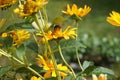 Bumblebee on a Heliopsis flower in the garden. Bombus terrestris is one of the most numerous bumblebee species in Europe. Berlin Royalty Free Stock Photo