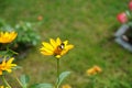 Bumblebee on a Heliopsis flower in the garden. Bombus terrestris is one of the most numerous bumblebee species in Europe. Berlin Royalty Free Stock Photo