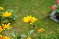 Bumblebee on a Heliopsis flower in the garden. Bombus terrestris is one of the most numerous bumblebee species in Europe. Berlin Royalty Free Stock Photo