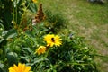 Bumblebee on a Heliopsis flower in the garden. Bombus terrestris is one of the most numerous bumblebee species in Europe. Berlin Royalty Free Stock Photo