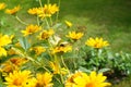 Bumblebee on a Heliopsis flower in the garden. Bombus terrestris is one of the most numerous bumblebee species in Europe. Berlin Royalty Free Stock Photo