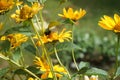 Bumblebee on a Heliopsis flower in the garden. Bombus terrestris is one of the most numerous bumblebee species in Europe. Berlin Royalty Free Stock Photo