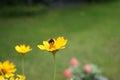 Bumblebee on a Heliopsis flower in the garden. Bombus terrestris is one of the most numerous bumblebee species in Europe. Berlin Royalty Free Stock Photo