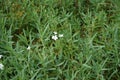 Cerastium tomentosum `Silberteppich` blooms in the garden. Berlin, Germany Royalty Free Stock Photo