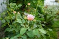 English rose `James Galway` bred by David Austin. Impressively beautiful rosette flowers with a delicious fragrance. Berlin