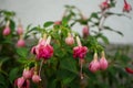 A flower pot with winter-hardy fuchsias in the garden. Fuxia, lat. Fuchsia, is a genus of perennial plants of the Cyprus family.