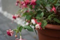 A flower pot with winter-hardy fuchsias in the garden. Fuxia, lat. Fuchsia, is a genus of perennial plants of the Cyprus family.